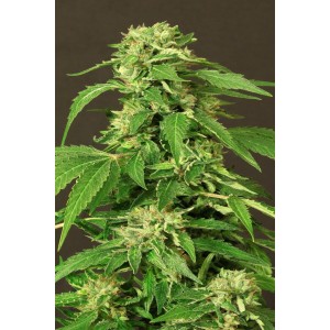 Exotic Thai Feminised Seeds Exotic Thai Feminised Seeds