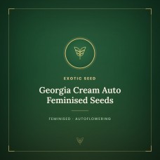 Georgia Cream Auto Feminised Seeds