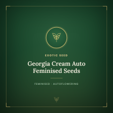 Georgia Cream Auto Feminised Seeds Georgia Cream Auto Feminised Seeds