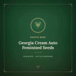 Georgia Cream Auto Feminised Seeds Georgia Cream Auto Feminised Seeds