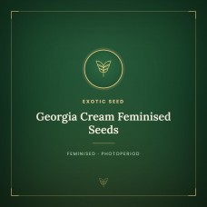 Georgia Cream Feminised Seeds