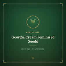 Georgia Cream Feminised Seeds Georgia Cream Feminised Seeds