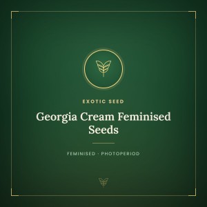 Georgia Cream Feminised Seeds Georgia Cream Feminised Seeds