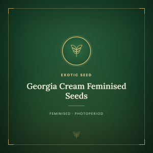 Georgia Cream Feminised Seeds Georgia Cream Feminised Seeds