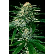 Gypsy Widow Feminised Seeds Gypsy Widow Feminised Seeds