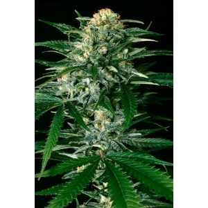 Gypsy Widow Feminised Seeds Gypsy Widow Feminised Seeds