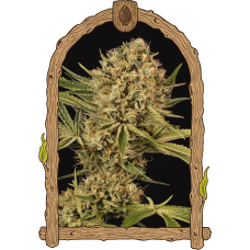 Herz OG Feminised Seeds Herz OG Feminised Seeds