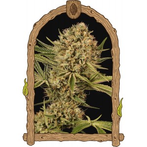 Herz OG Feminised Seeds