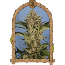 Herz OG Auto Feminised Seeds