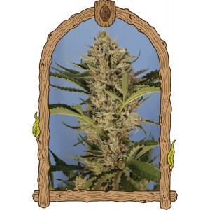 Herz OG Auto Feminised Seeds Herz OG Auto Feminised Seeds