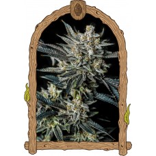 Jelly Bananas Auto Feminised Seeds Jelly Bananas Auto Feminised Seeds