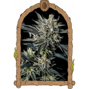 Jelly Bananas Auto Feminised Seeds Jelly Bananas Auto Feminised Seeds