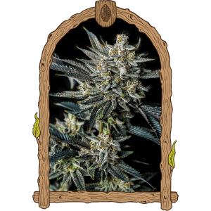 Jelly Bananas Auto Feminised Seeds Jelly Bananas Auto Feminised Seeds