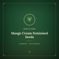 Mango Cream Feminised Seeds