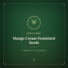 Mango Cream Feminised Seeds Mango Cream Feminised Seeds