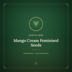 Mango Cream Feminised Seeds Mango Cream Feminised Seeds
