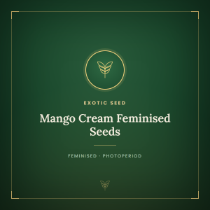 Mango Cream Feminised Seeds Mango Cream Feminised Seeds