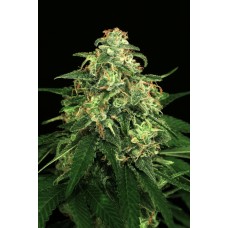 Mango Cream Regular Seeds Mango Cream Regular Seeds