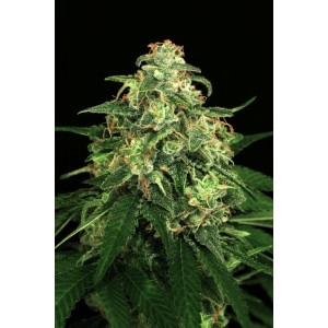 Mango Cream Regular Seeds Mango Cream Regular Seeds