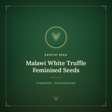 Malawi White Truffle Feminised Seeds