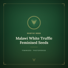Malawi White Truffle Feminised Seeds Malawi White Truffle Feminised Seeds