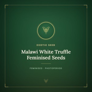Malawi White Truffle Feminised Seeds Malawi White Truffle Feminised Seeds
