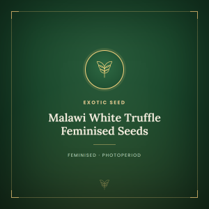 Malawi White Truffle Feminised Seeds Malawi White Truffle Feminised Seeds