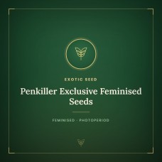 Penkiller Exclusive Feminised Seeds