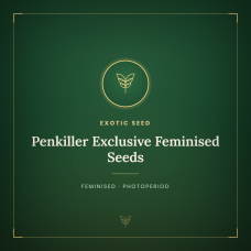 Penkiller Exclusive Feminised Seeds Penkiller Exclusive Feminised Seeds
