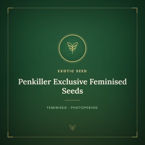 Penkiller Exclusive Feminised Seeds Penkiller Exclusive Feminised Seeds