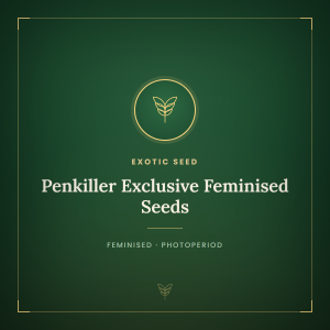 Penkiller Exclusive Feminised Seeds