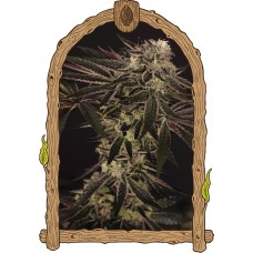 Purple Shot Feminised Seeds