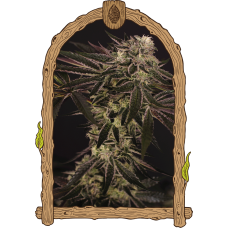Purple Shot Feminised Seeds Purple Shot Feminised Seeds