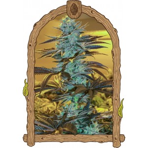 Purple Monkey Auto Feminised Seeds Purple Monkey Auto Feminised Seeds