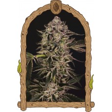 Quick Sherbet Feminised Seeds
