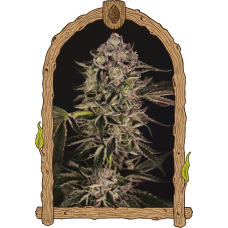 Quick Sherbet Feminised Seeds Quick Sherbet Feminised Seeds