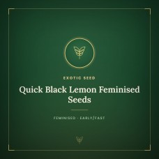 Quick Black Lemon Feminised Seeds