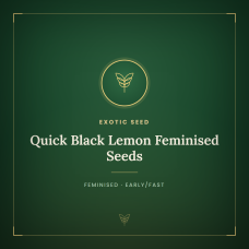 Quick Black Lemon Feminised Seeds Quick Black Lemon Feminised Seeds