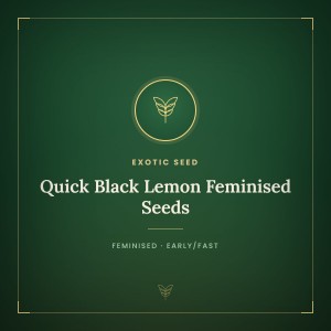 Quick Black Lemon Feminised Seeds