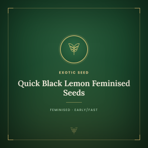 Quick Black Lemon Feminised Seeds Quick Black Lemon Feminised Seeds
