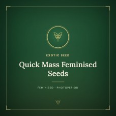 Quick Mass Feminised Seeds