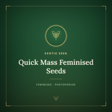 Quick Mass Feminised Seeds Quick Mass Feminised Seeds