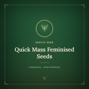 Quick Mass Feminised Seeds