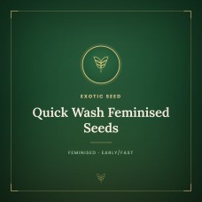 Quick Wash Feminised Seeds