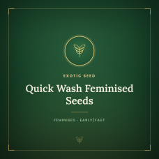 Quick Wash Feminised Seeds Quick Wash Feminised Seeds