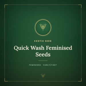 Quick Wash Feminised Seeds Quick Wash Feminised Seeds