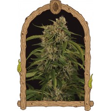 Sir Jack Pure CBD Auto Feminised Seeds