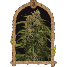 Sir Jack Pure CBD Auto Feminised Seeds Sir Jack Pure CBD Auto Feminised Seeds