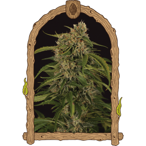 Sir Jack Pure CBD Auto Feminised Seeds Sir Jack Pure CBD Auto Feminised Seeds