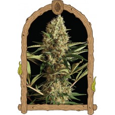 Strawberry Cube Auto Feminised Seeds